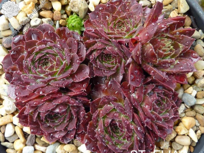 St Elias Mountains / Jovi