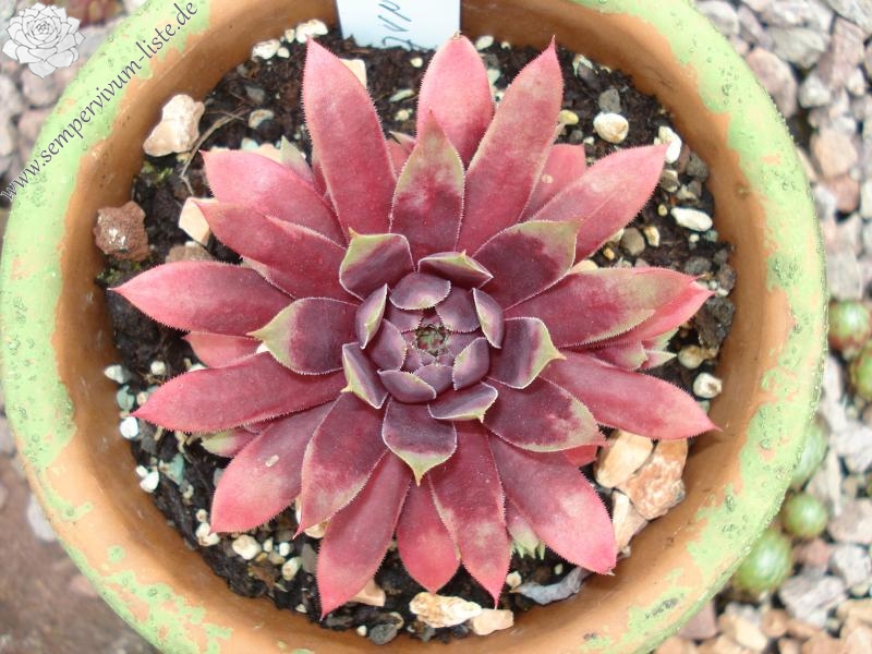 Starburst
