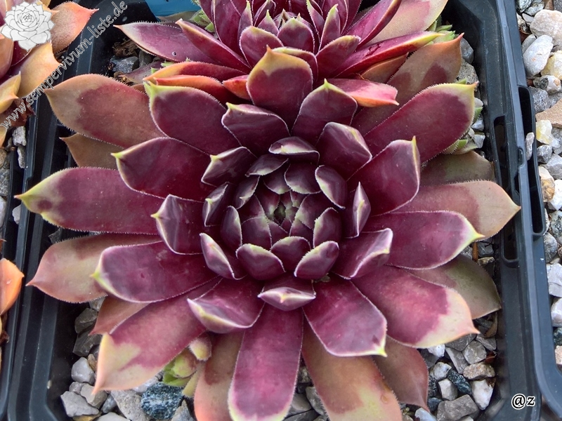 Starburst