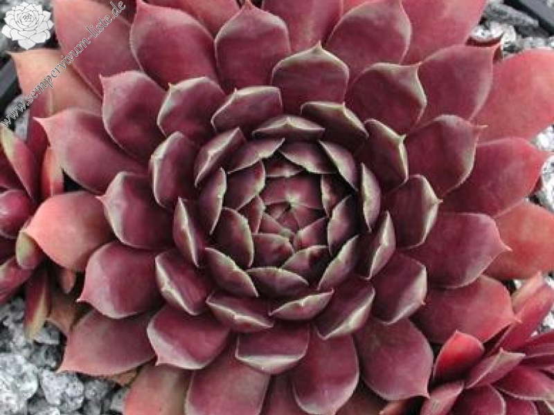 Starburst
