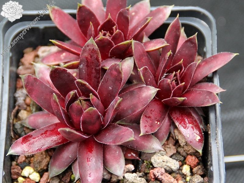 Starburst