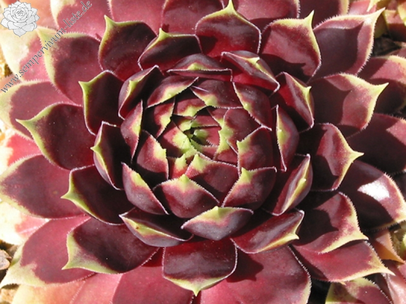 Starburst