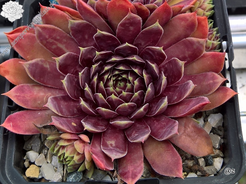 Starburst