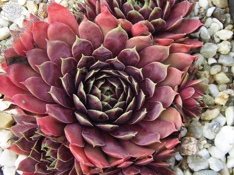 Starburst