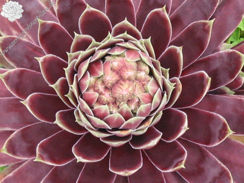Starburst