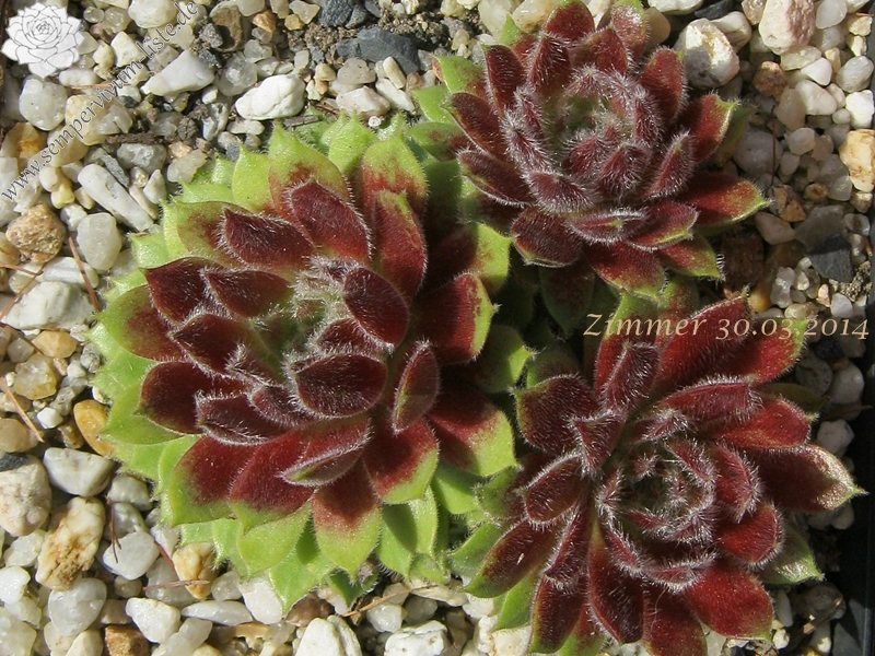 Strawberry Ice