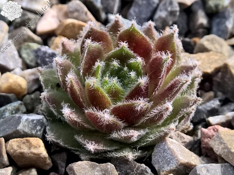 Strawberry Ice