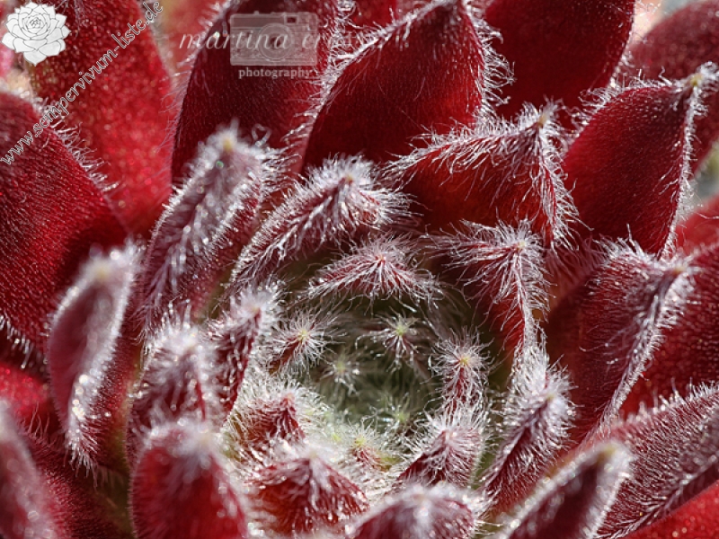 Strawberry Ice