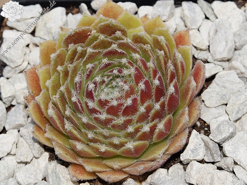 Strawberry Ice