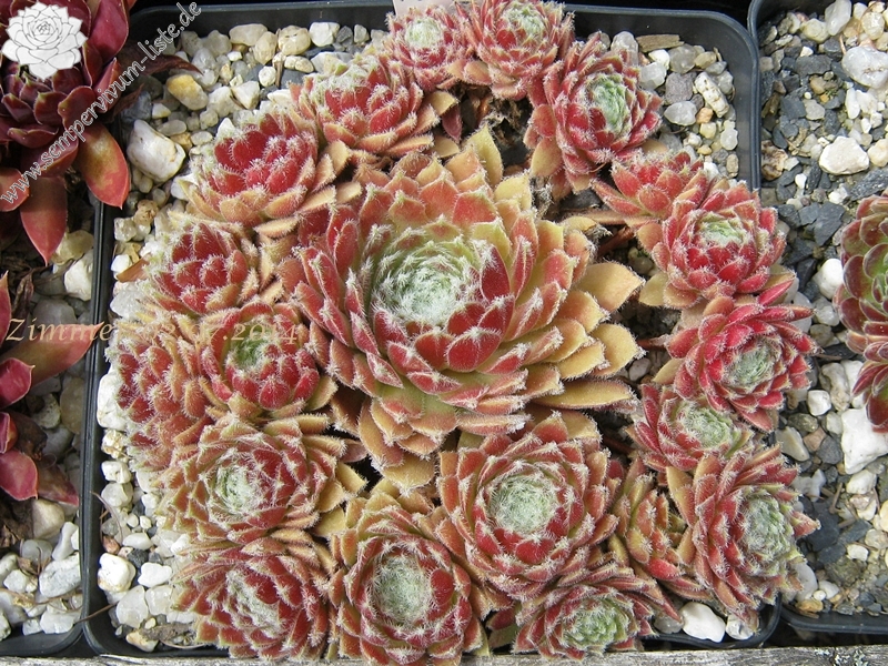 Strawberry Ice