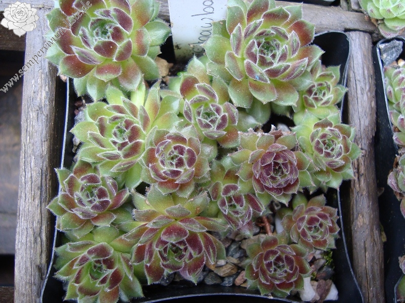 Strawberry Velvet