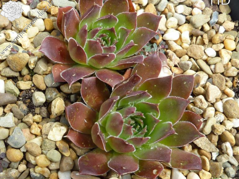 Suhail Al Muhlif / Jovi