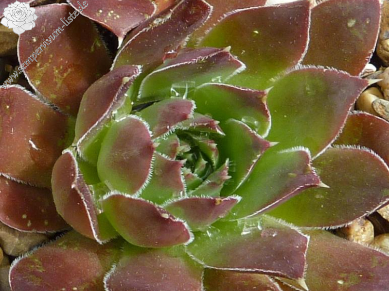 Suhail Al Muhlif / Jovi