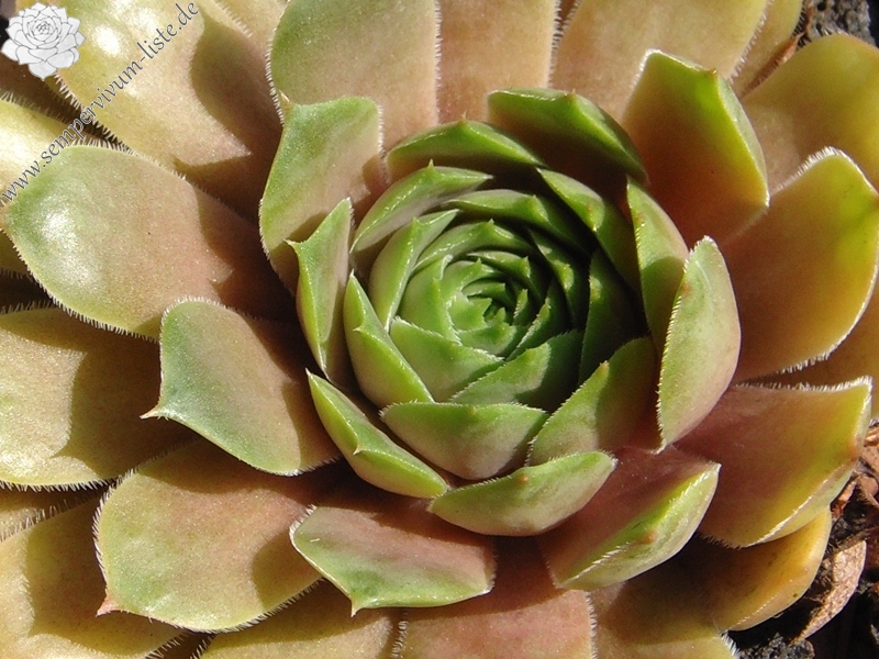 Sun Waves
