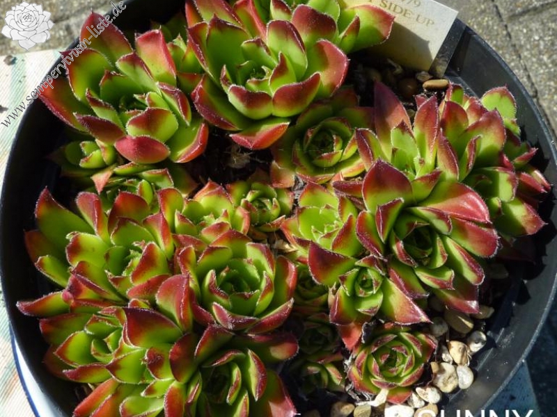 Sunny Side Up / Jovi