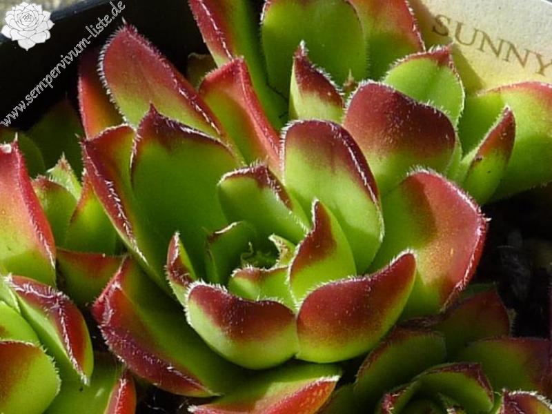 Sunny Side Up / Jovi