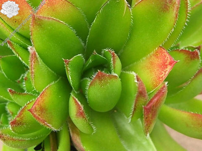 Sunny Side Up / Jovi