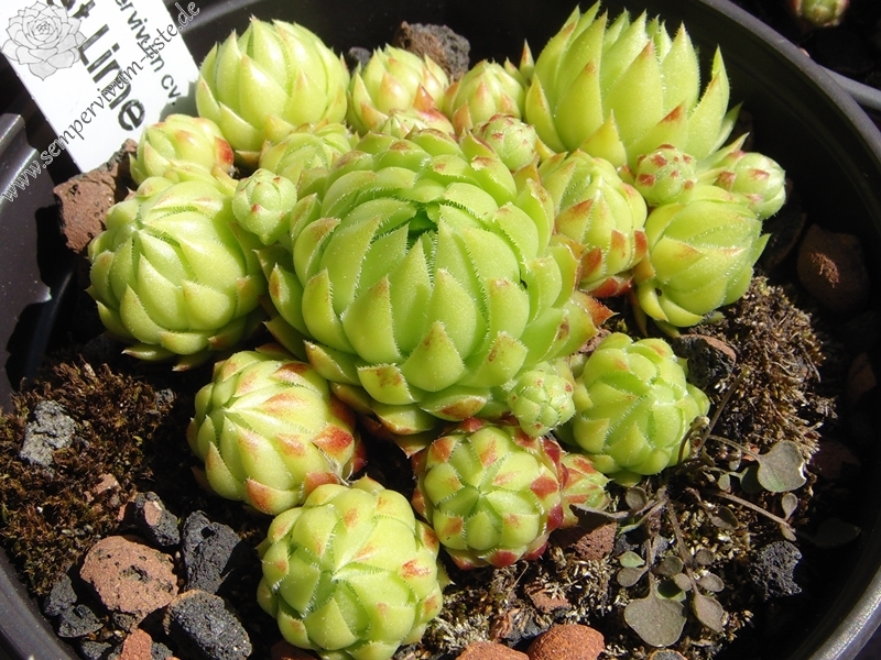 Sweet Lime Girl / Jovi