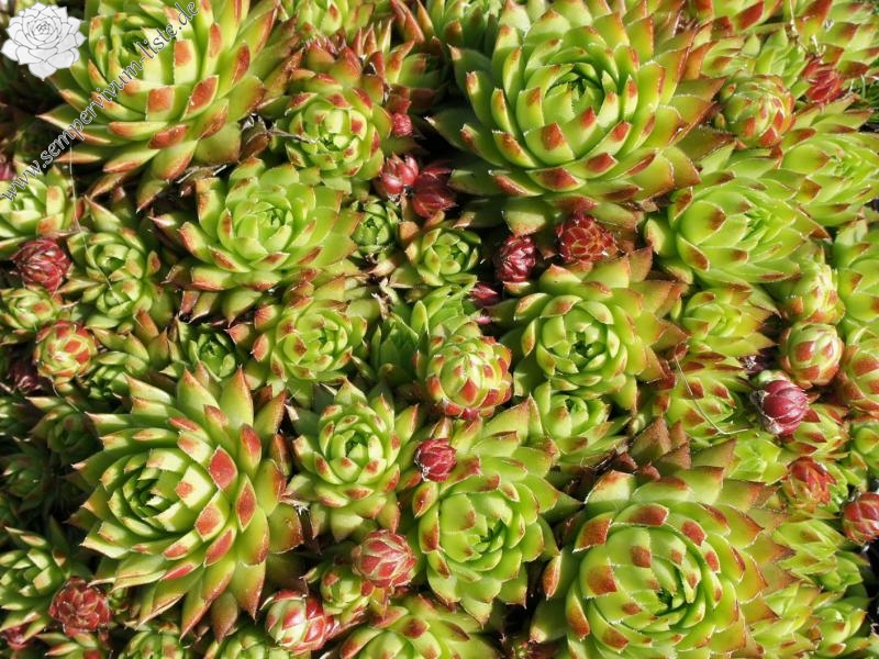 Sweet Lime Girl / Jovi