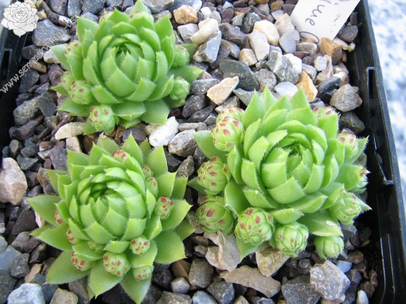 Sweet Lime Girl / Jovi