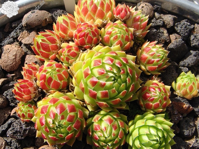 Sweet Lime Girl / Jovi