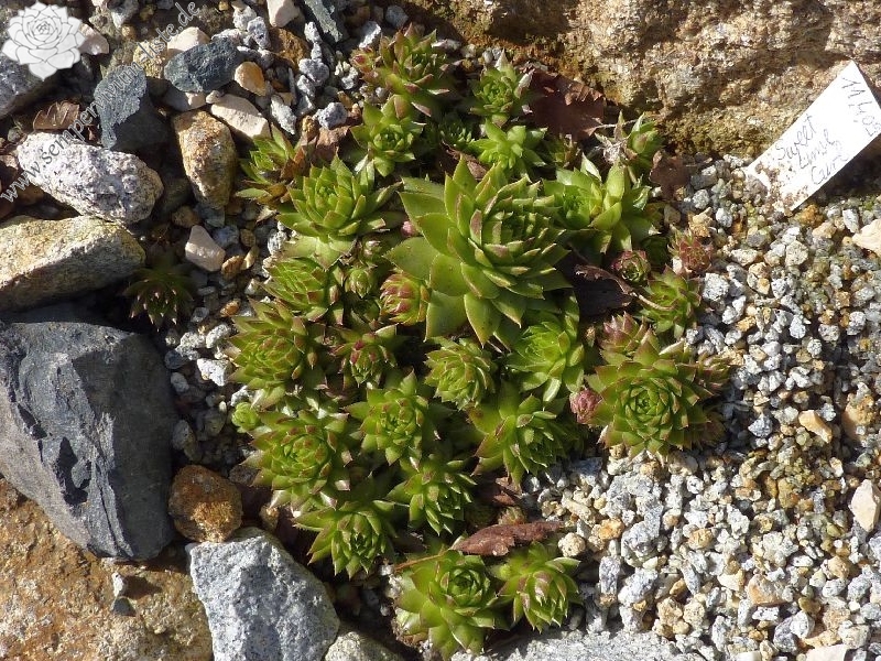 Sweet Lime Girl / Jovi