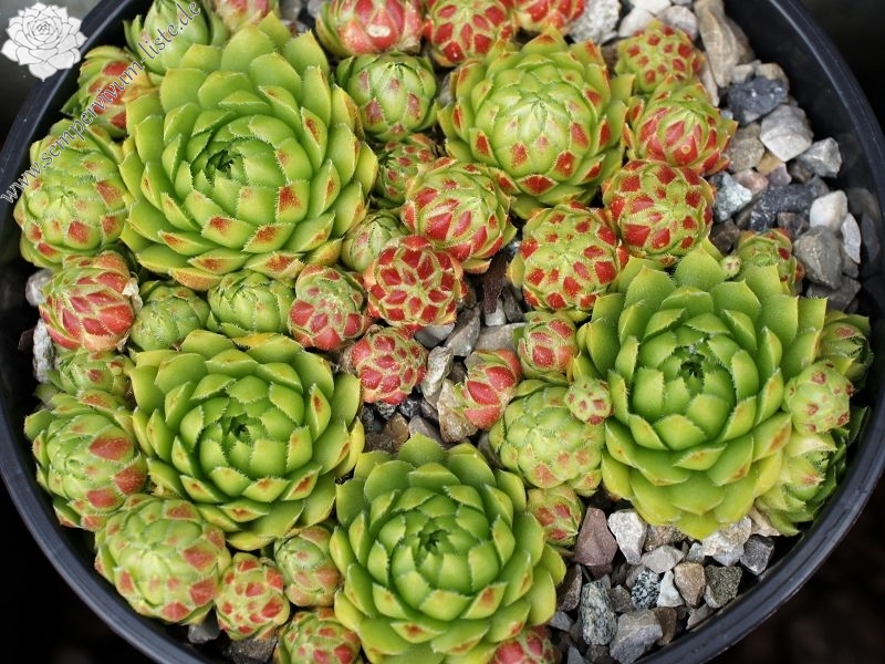 Sweet Lime Girl / Jovi