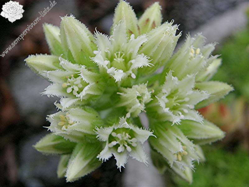 Sweet Lime Girl / Jovi