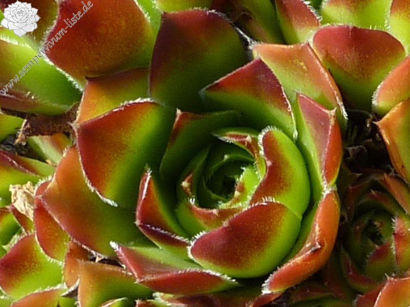 Sylvain Wuyts / Jovi