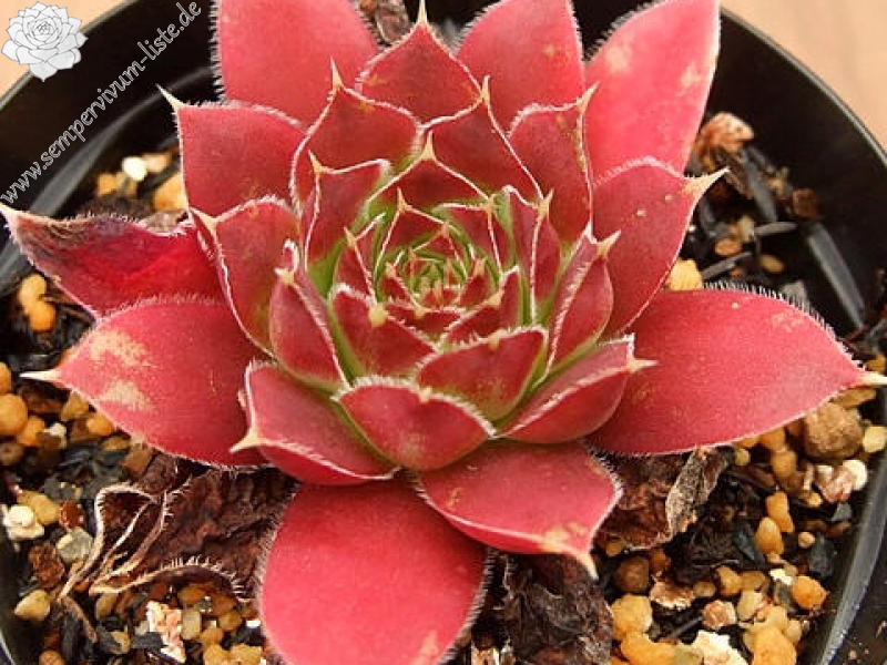 Sylvain Wuyts / Jovi