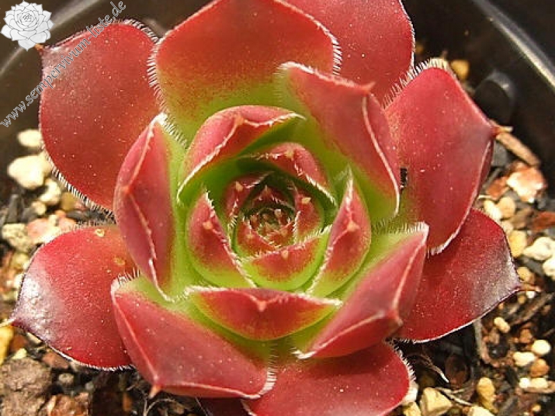 Sylvan Memory / Jovi