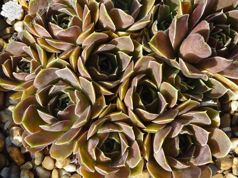 Grandma Smits / Jovi