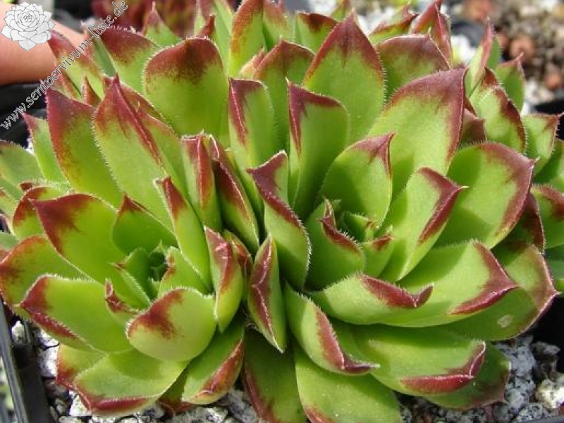 Grosser Triumph / Jovi