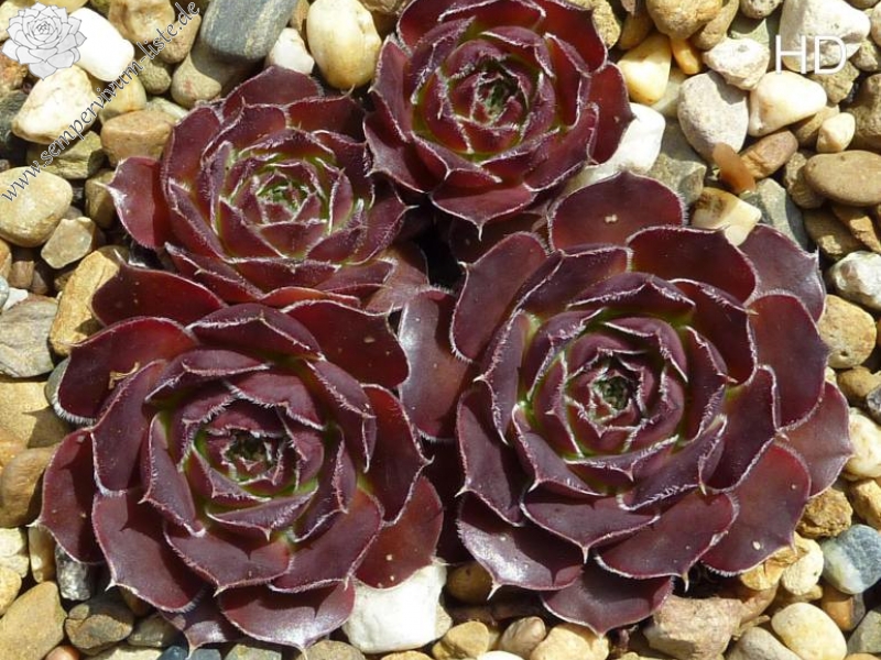 Mount Mackinley / Jovi