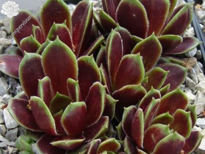 Schutz Hybrid