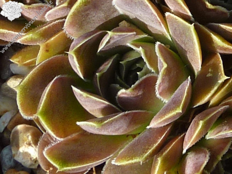 Grandma Smits / Jovi