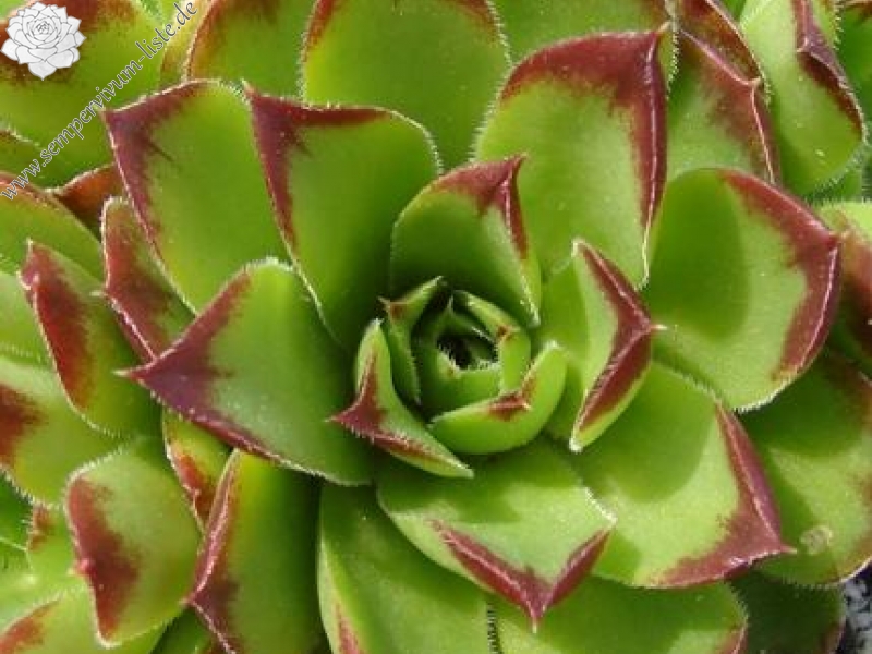 Grosser Triumph / Jovi