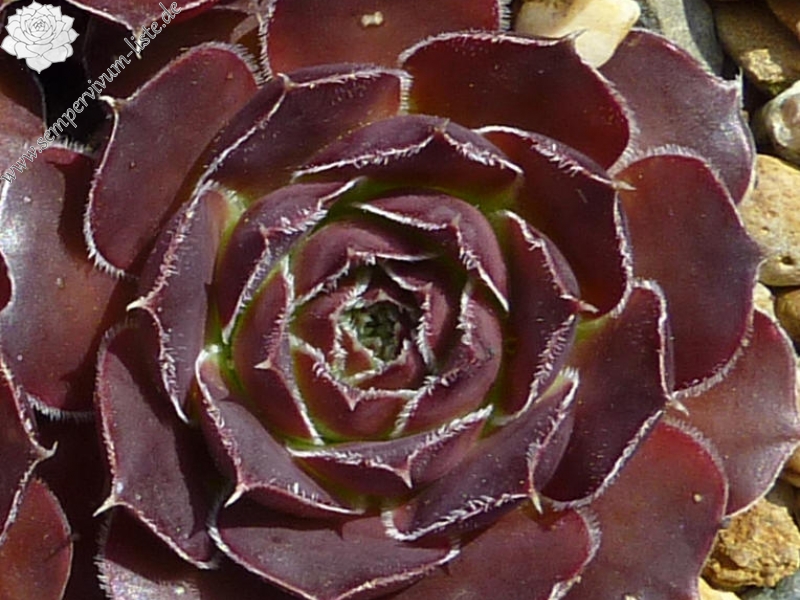 Mount Mackinley / Jovi