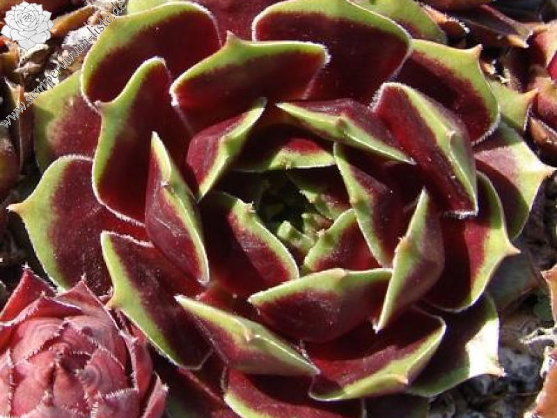 Schutz Hybrid