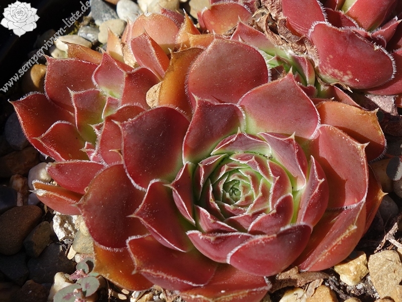 Mount Mackinley / Jovi