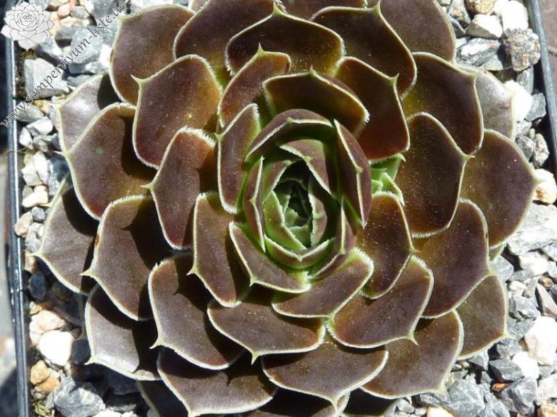 Grandma Smits / Jovi