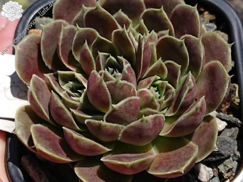 Glauca / Jovi