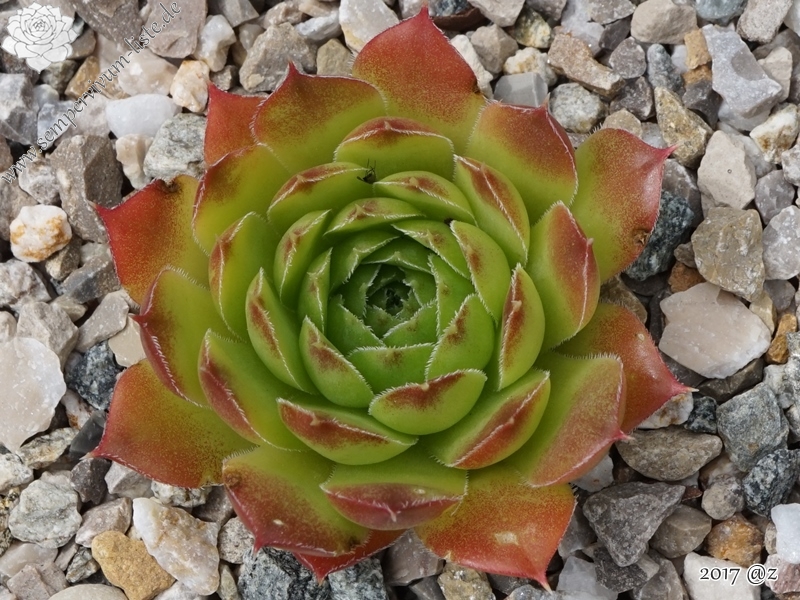 Grosser Triumph / Jovi