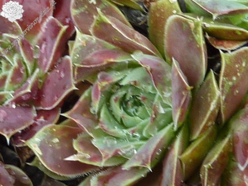 Tillie / Jovi ( II )