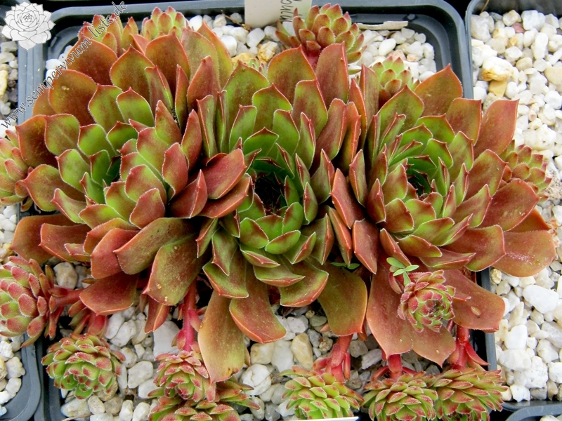 Tintinabulum