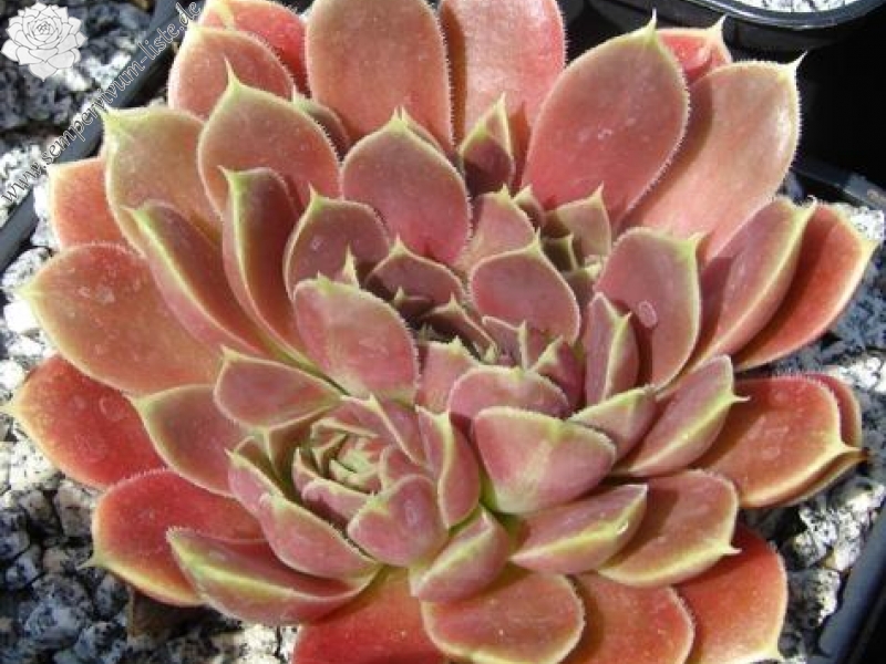 Giuseppi Spiny / Jovi