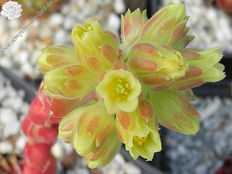 Giuseppi Spiny / Jovi