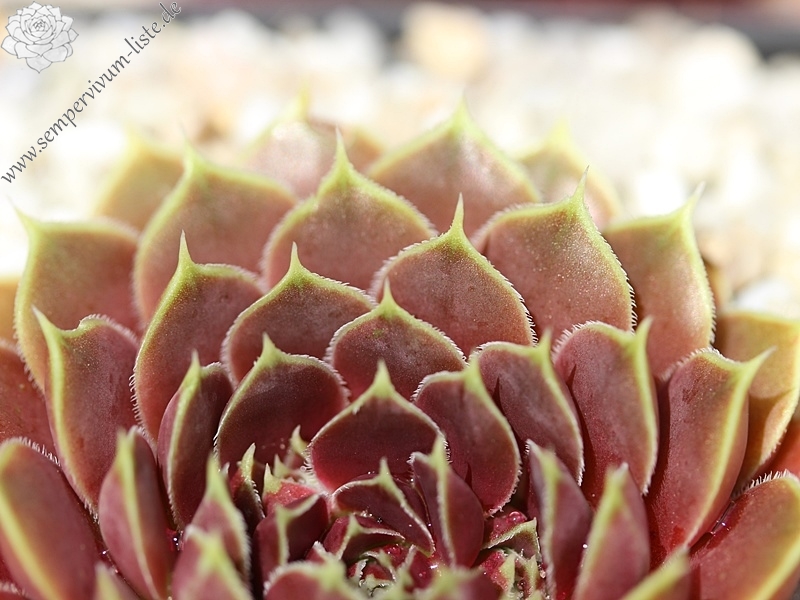 Giuseppi Spiny / Jovi