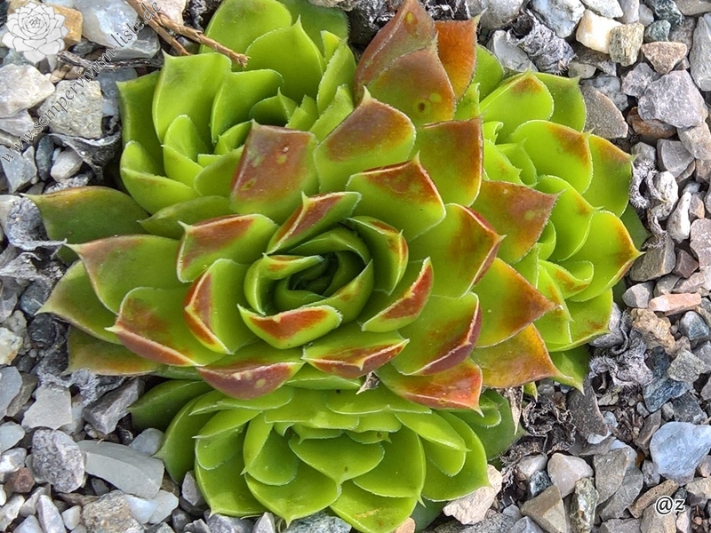 Golden Senne Boy / Jovi