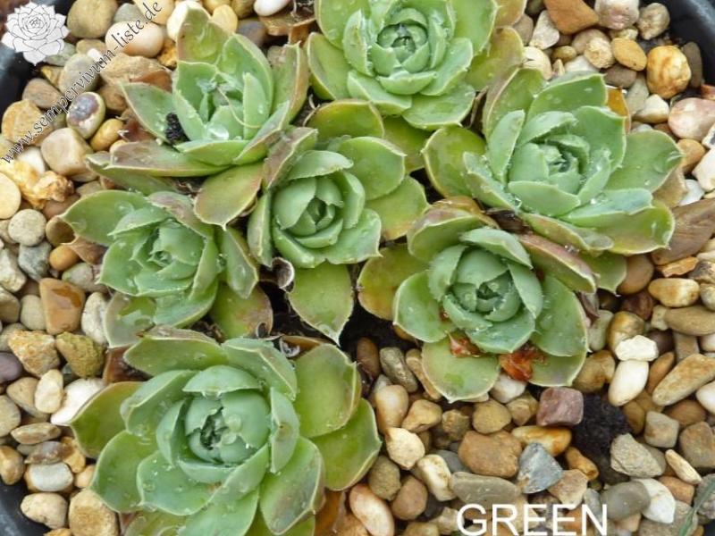 Green Horst Diehm / Jovi